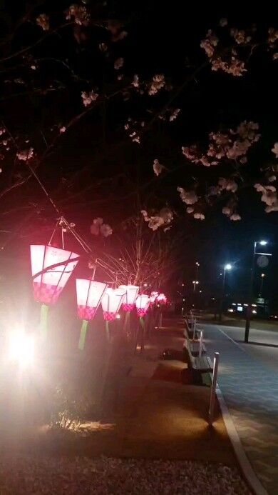 #さくらパーク ⁡
⁡ #さくらビレッジ ⁡
⁡ #さくらまつり ⁡
⁡ #お花見 ⁡
⁡ #お花見デート ⁡
⁡ #お花見スポット ⁡
⁡ #夜のお花見 ⁡
⁡ #夜桜 ⁡⁡